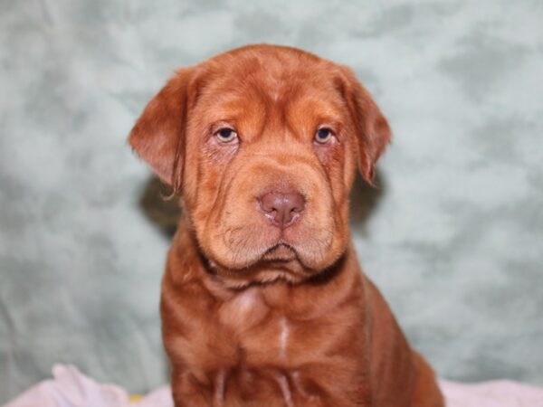 Mini Hippo-DOG-Male-BUFF-8381-Petland Dalton, Georgia