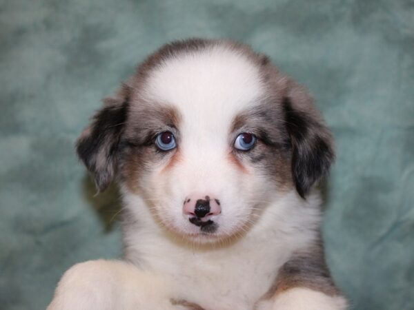 Mini American Shepherd-DOG-Female-BLUE MERLE-8377-Petland Dalton, Georgia