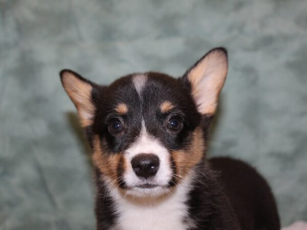 Pembroke Welsh Corgi DOG Female TRI 8380 Petland Dalton, Georgia