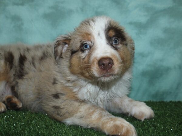 Australian Shepherd DOG Male Red Merle 18804 Petland Dalton, Georgia