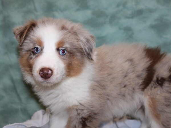 Australian Shepherd DOG Male Red Merle 8375 Petland Dalton, Georgia