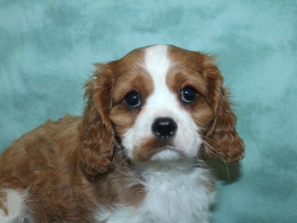 Cavalier King Charles Spaniel DOG Male BLENHEIM 18808 Petland Dalton, Georgia