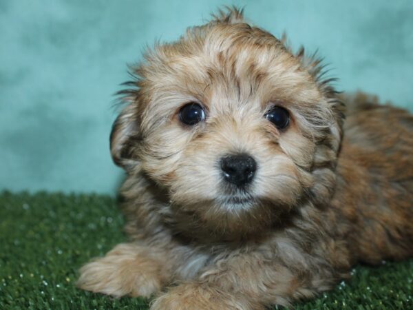 Morkie DOG Male BEIGE 18806 Petland Dalton, Georgia