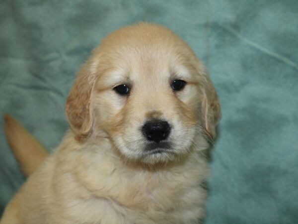 Golden Retriever DOG Female Golden 18803 Petland Dalton, Georgia