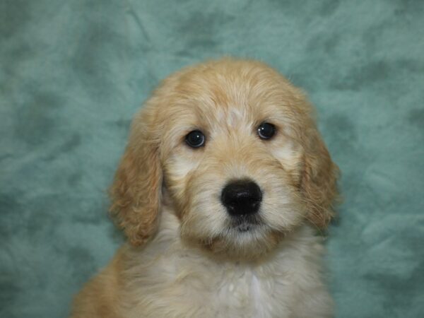 Goldendoodle DOG Female Golden 18805 Petland Dalton, Georgia