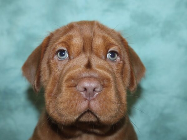 Mini Hippo-DOG-Male-BUFF-18810-Petland Dalton, Georgia