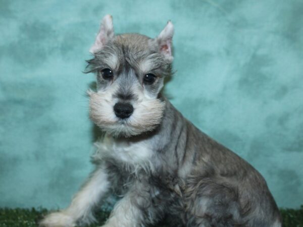 Miniature Schnauzer DOG Male SALT PEPPER 18807 Petland Dalton, Georgia