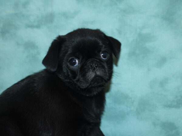 Pug DOG Male BLK 18811 Petland Dalton, Georgia