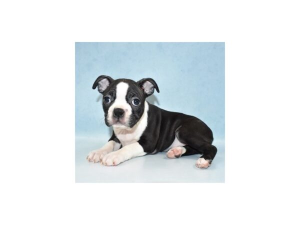 Boston Terrier DOG Female Black Brindle and White 18814 Petland Dalton, Georgia