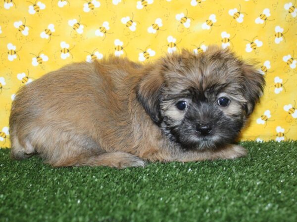 Yochon DOG Male BIEGE 8390 Petland Dalton, Georgia