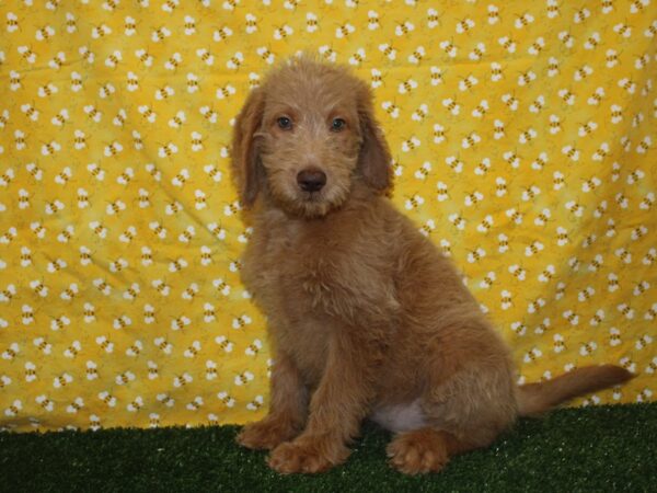 Labradoodle-DOG-Female-Cream-8384-Petland Dalton, Georgia