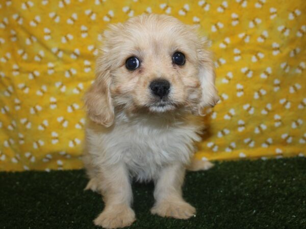 Cavachon DOG Female BLENHEIM 8389 Petland Dalton, Georgia