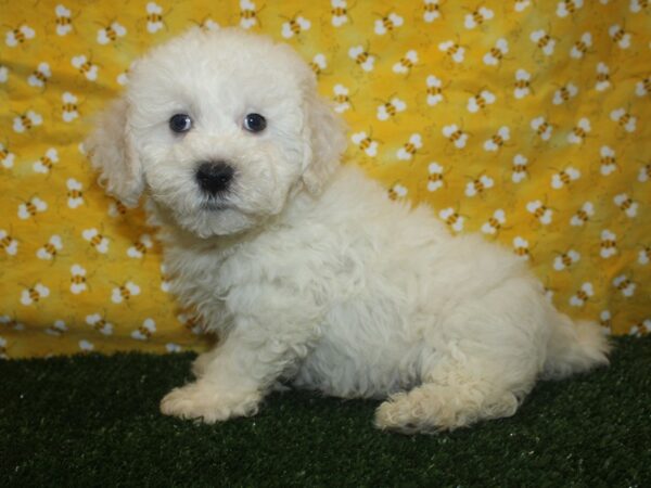 Bichapoo DOG Male WHITE 8391 Petland Dalton, Georgia