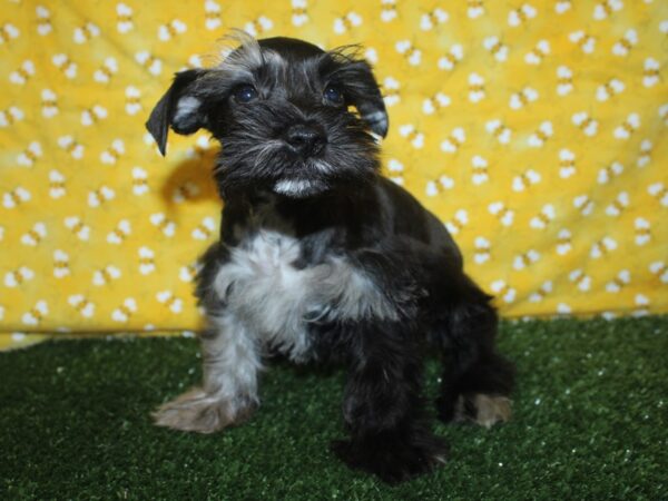 Mini Schnauzer-DOG-Female-BLK-8388-Petland Dalton, Georgia