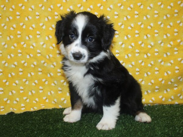 Mini Aussie-DOG-Female-TRI-8386-Petland Dalton, Georgia