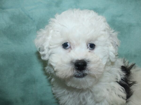 Bichapoo DOG Female BLK WHITE 18824 Petland Dalton, Georgia