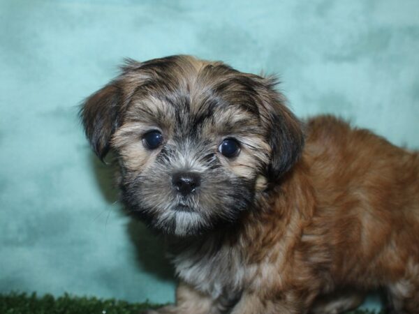 Yochon-DOG-Female-BIEGE-18823-Petland Dalton, Georgia