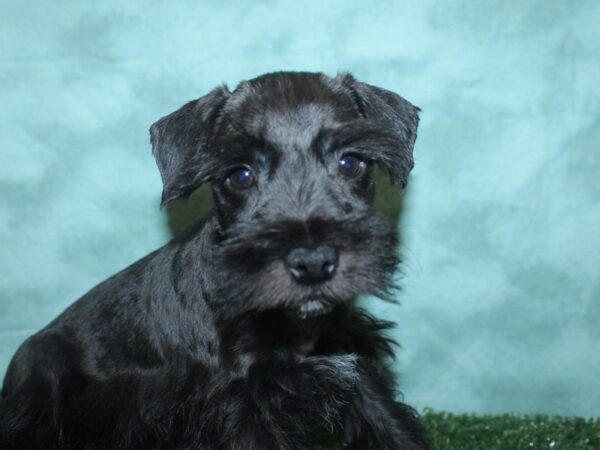 Mini Schnauzer DOG Male BLK 18821 Petland Dalton, Georgia