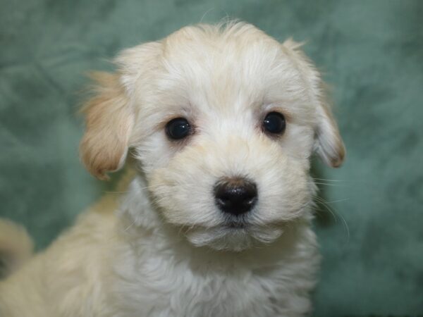 Morkie DOG Male CREAM 18820 Petland Dalton, Georgia