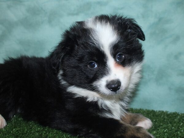 Mini Aussie DOG Male BLK TRI 18819 Petland Dalton, Georgia