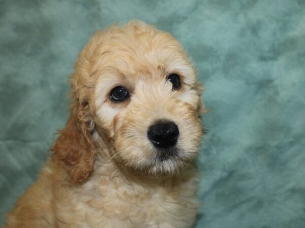 Goldendoodle DOG Male Red 18817 Petland Dalton, Georgia