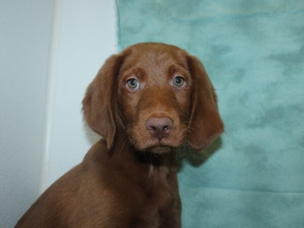 Labradoodle DOG Male Red 18816 Petland Dalton, Georgia