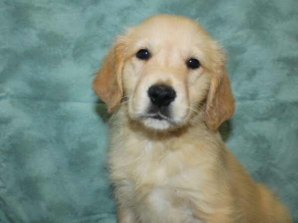 Golden Retriever DOG Male Golden 18815 Petland Dalton, Georgia