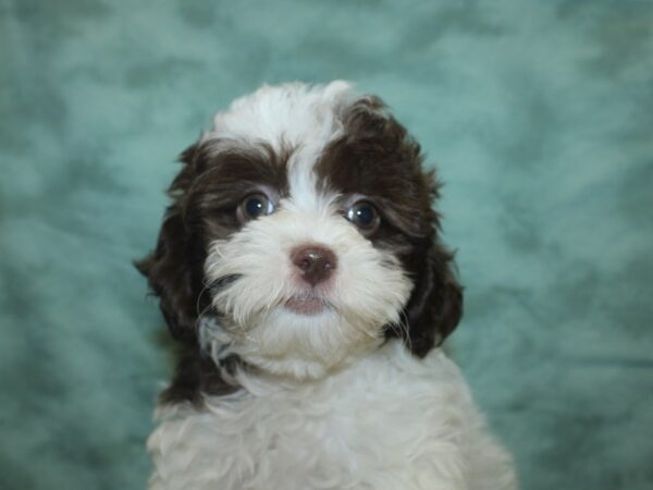 ShizaPoo DOG Male Liver / White 18827 Petland Dalton, Georgia