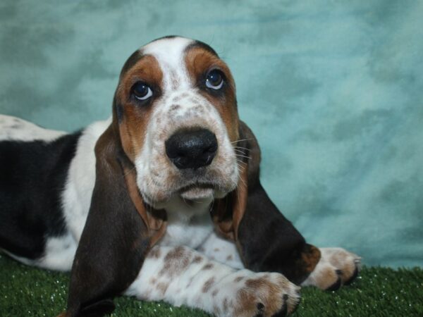 Basset Hound DOG Male Tri-Colored 18825 Petland Dalton, Georgia