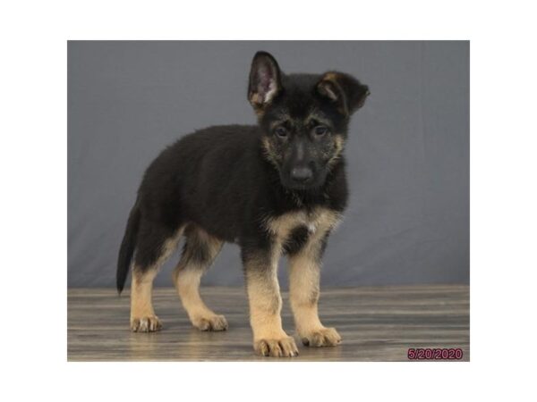 German Shepherd Dog DOG Male Black / Tan 8392 Petland Dalton, Georgia