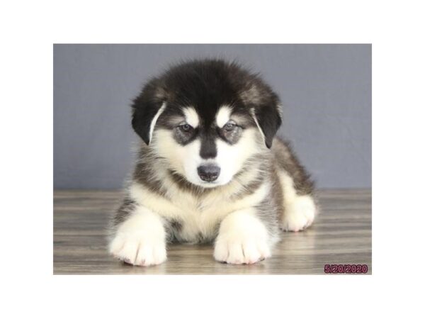 Alaskan Malamute DOG Male Black / White 8394 Petland Dalton, Georgia