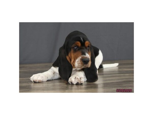 Basset Hound DOG Female Tri-Colored 8395 Petland Dalton, Georgia