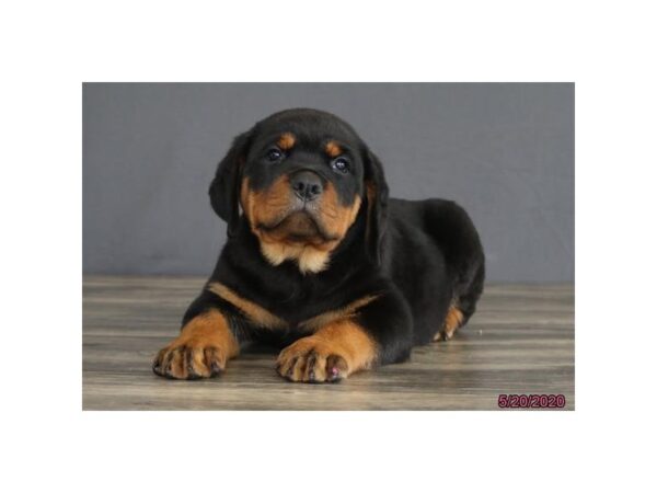 Rottweiler DOG Male Black / Tan 8396 Petland Dalton, Georgia