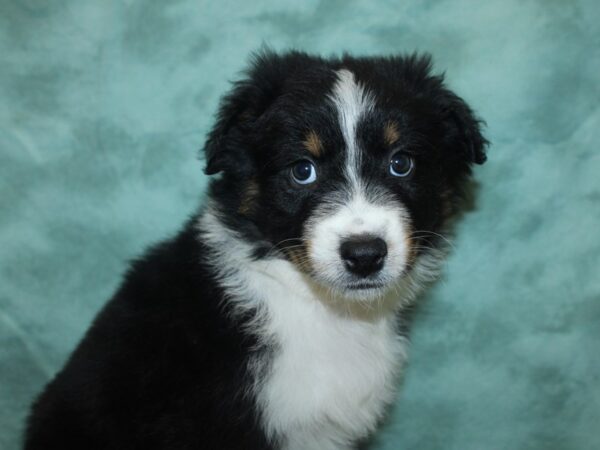 Australian Shepherd DOG Male Black 18834 Petland Dalton, Georgia