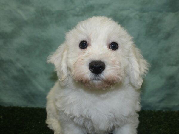 Bichon Frise DOG Male White 18836 Petland Dalton, Georgia