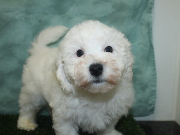 Bichon Frise DOG Male White 8400 Petland Dalton, Georgia