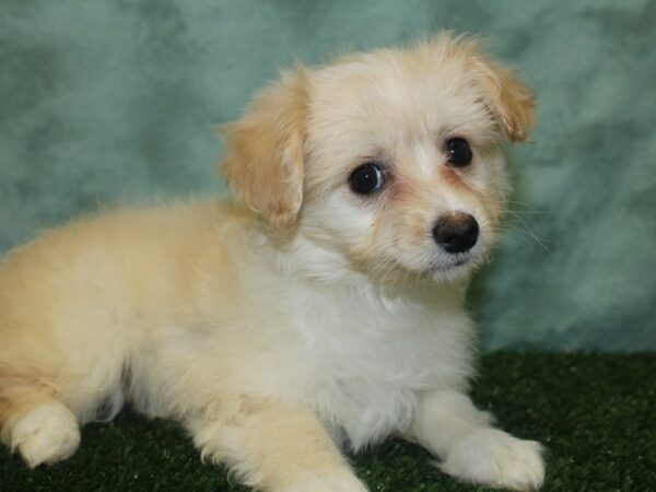 Eski-Poo DOG Female White 18839 Petland Dalton, Georgia