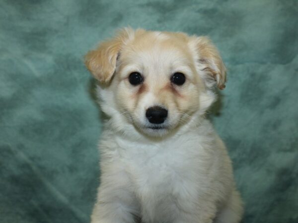 Eski-Poo DOG Male White 8398 Petland Dalton, Georgia