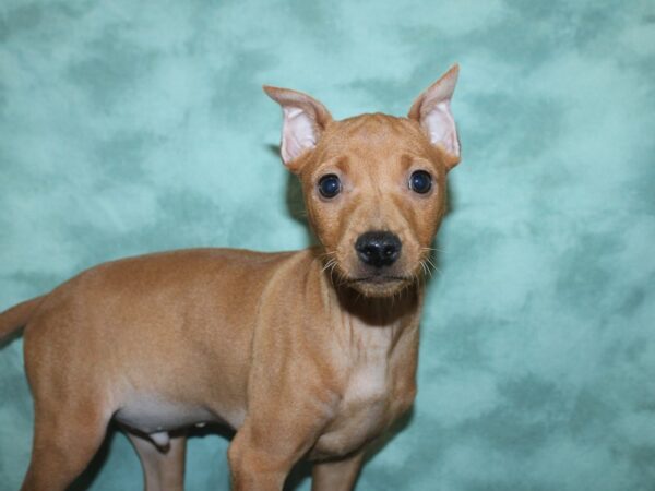 Miniature Pinscher DOG Male Red 18838 Petland Dalton, Georgia