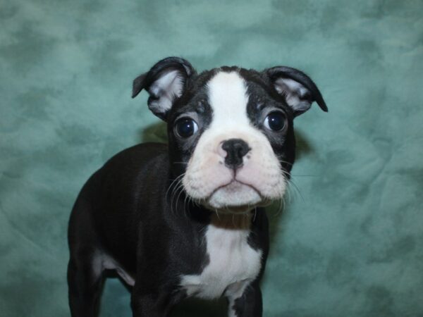 Boston Terrier DOG Male blk white 18847 Petland Dalton, Georgia