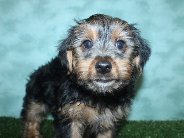 Yorkshire Terrier DOG Male BLK TAN 18846 Petland Dalton, Georgia