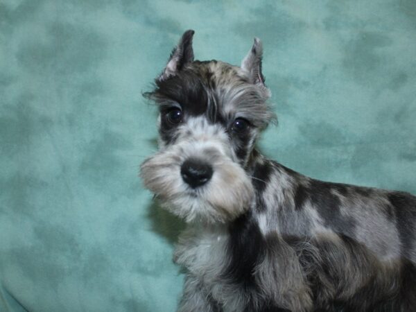 Miniature Schnauzer DOG Male BLUE  MERLE 18844 Petland Dalton, Georgia