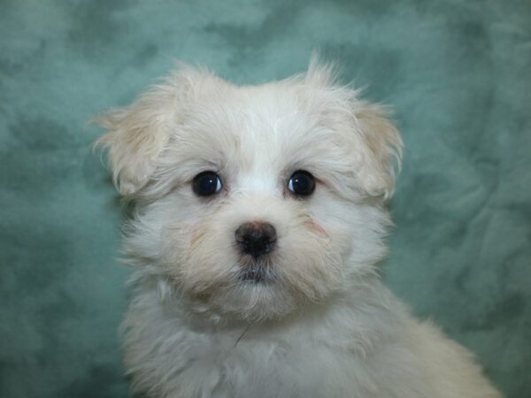 Maltese DOG Male WHITE 18845 Petland Dalton, Georgia