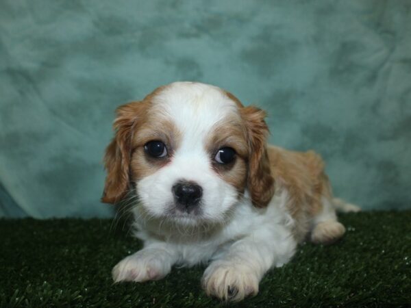 Cavalier King Charles Spaniel DOG Male BLENHEIM 18843 Petland Dalton, Georgia