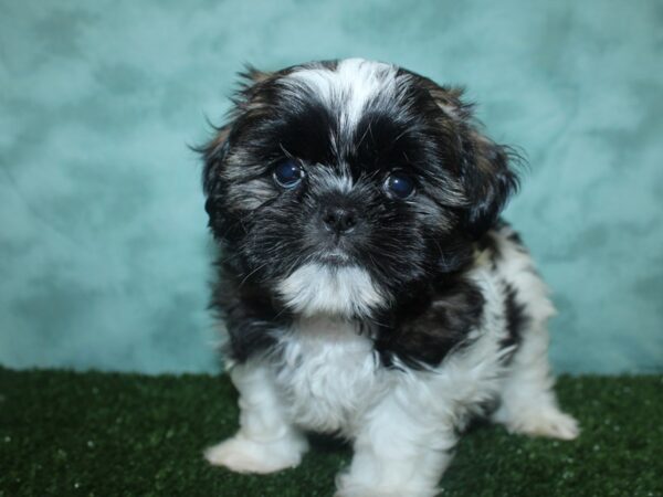 Shih Tzu DOG Male brown white 18842 Petland Dalton, Georgia