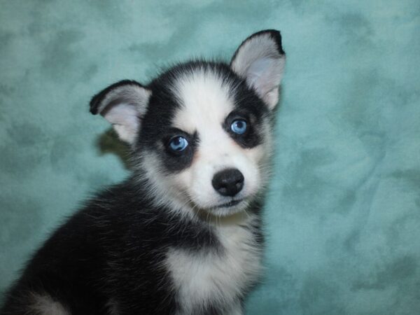 Pomsky DOG Female blk white 18841 Petland Dalton, Georgia