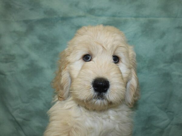 Goldendoodle DOG Female Golden 18840 Petland Dalton, Georgia