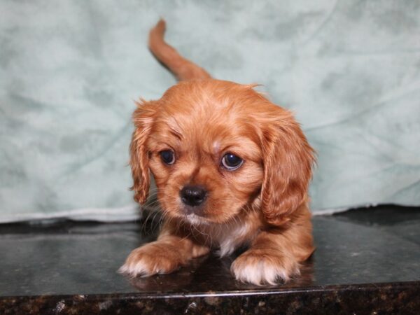 Cavalier King Charles Spaniel DOG Male Ruby 8402 Petland Dalton, Georgia