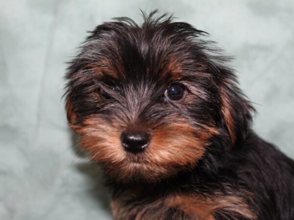 Yorkshire Terrier DOG Female Black Tan 8409 Petland Dalton, Georgia