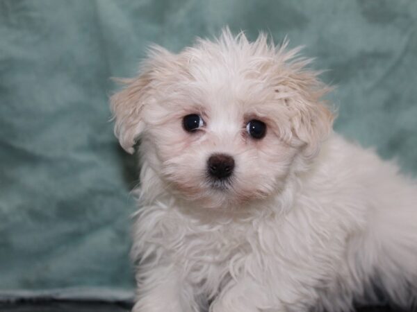 Maltese DOG Female WHITE 8405 Petland Dalton, Georgia